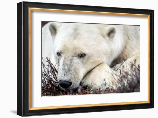 Polar Bear, Canada I-Art Wolfe-Framed Giclee Print