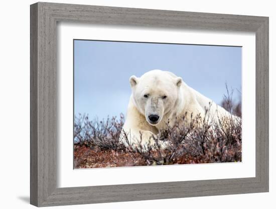 Polar Bear, Canada II-Art Wolfe-Framed Giclee Print