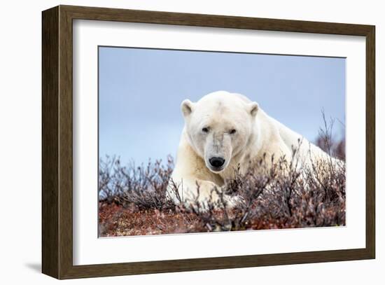 Polar Bear, Canada II-Art Wolfe-Framed Giclee Print