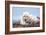 Polar Bear, Canada II-Art Wolfe-Framed Giclee Print