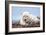 Polar Bear, Canada II-Art Wolfe-Framed Giclee Print