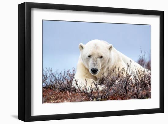 Polar Bear, Canada II-Art Wolfe-Framed Giclee Print