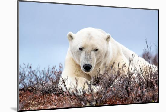 Polar Bear, Canada II-Art Wolfe-Mounted Giclee Print