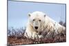 Polar Bear, Canada II-Art Wolfe-Mounted Giclee Print