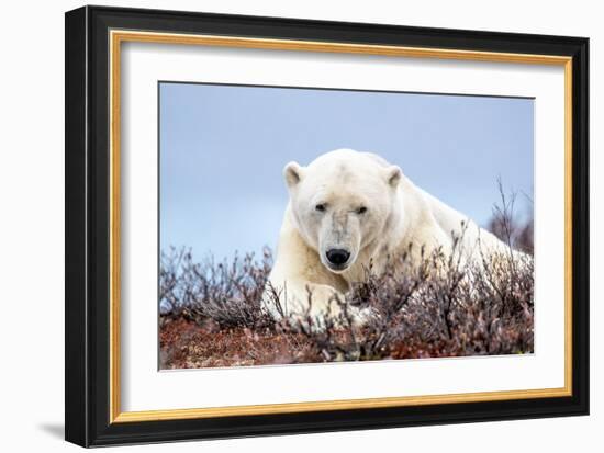 Polar Bear, Canada II-Art Wolfe-Framed Giclee Print