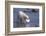 Polar Bear Carrying Styrofoam in Mouth-DLILLC-Framed Photographic Print