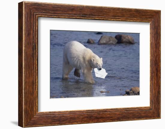 Polar Bear Carrying Styrofoam in Mouth-DLILLC-Framed Photographic Print