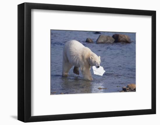 Polar Bear Carrying Styrofoam in Mouth-DLILLC-Framed Photographic Print