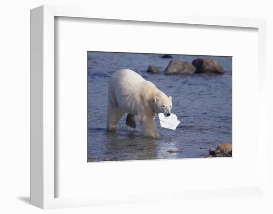 Polar Bear Carrying Styrofoam in Mouth-DLILLC-Framed Photographic Print