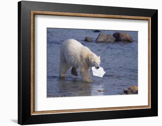 Polar Bear Carrying Styrofoam in Mouth-DLILLC-Framed Photographic Print