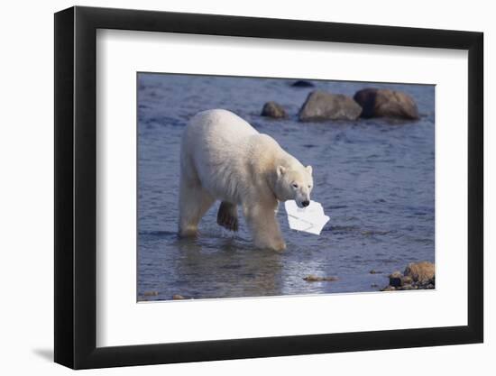 Polar Bear Carrying Styrofoam in Mouth-DLILLC-Framed Photographic Print