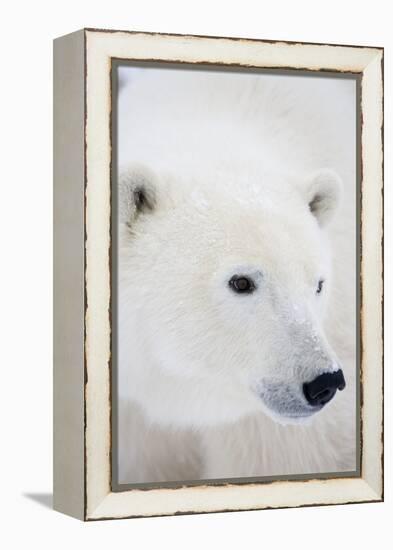 Polar Bear, Churchill, Mb Canada-Richard ans Susan Day-Framed Premier Image Canvas