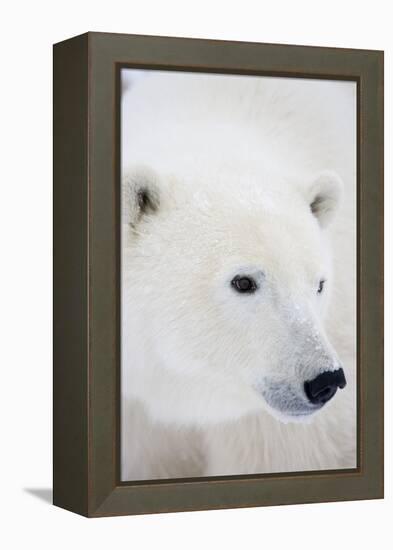 Polar Bear, Churchill, Mb Canada-Richard ans Susan Day-Framed Premier Image Canvas