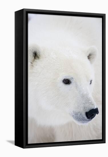 Polar Bear, Churchill, Mb Canada-Richard ans Susan Day-Framed Premier Image Canvas