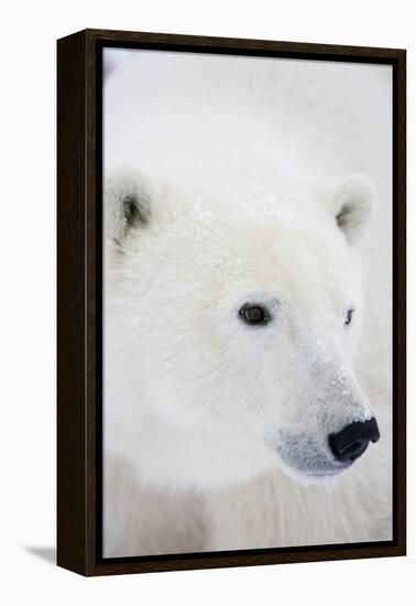 Polar Bear, Churchill, Mb Canada-Richard ans Susan Day-Framed Premier Image Canvas