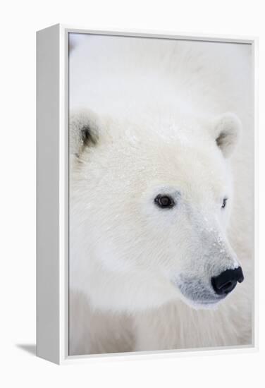 Polar Bear, Churchill, Mb Canada-Richard ans Susan Day-Framed Premier Image Canvas