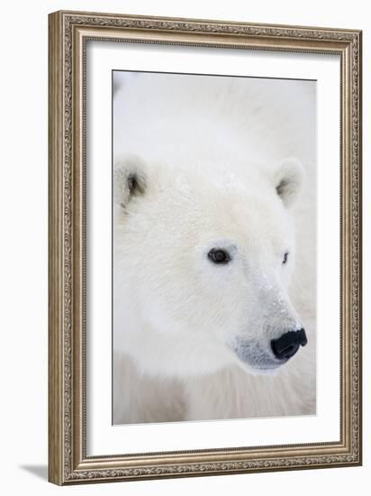 Polar Bear, Churchill, Mb Canada-Richard ans Susan Day-Framed Premium Photographic Print