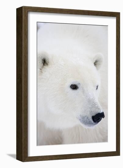 Polar Bear, Churchill, Mb Canada-Richard ans Susan Day-Framed Photographic Print