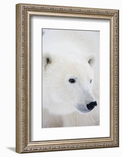 Polar Bear, Churchill, Mb Canada-Richard ans Susan Day-Framed Photographic Print