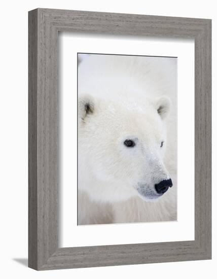 Polar Bear, Churchill, Mb Canada-Richard ans Susan Day-Framed Photographic Print