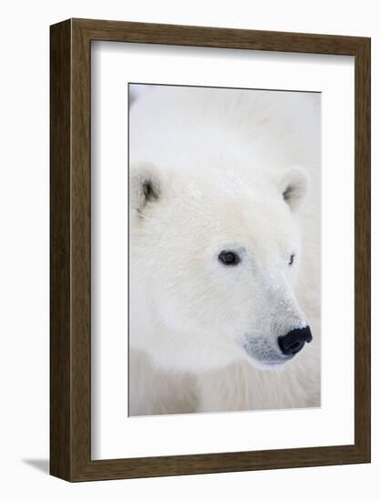 Polar Bear, Churchill, Mb Canada-Richard ans Susan Day-Framed Photographic Print