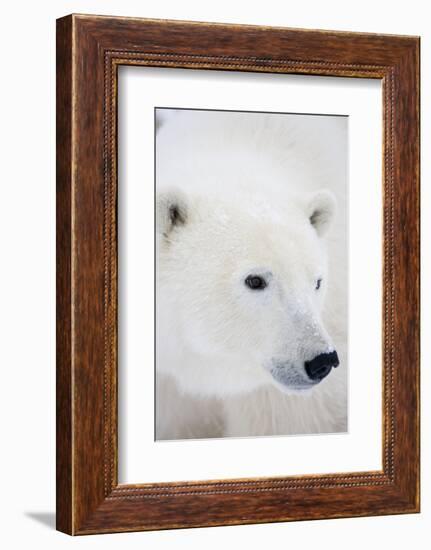 Polar Bear, Churchill, Mb Canada-Richard ans Susan Day-Framed Photographic Print