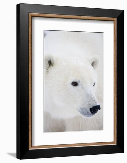 Polar Bear, Churchill, Mb Canada-Richard ans Susan Day-Framed Photographic Print