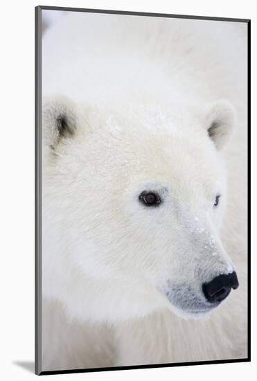 Polar Bear, Churchill, Mb Canada-Richard ans Susan Day-Mounted Photographic Print