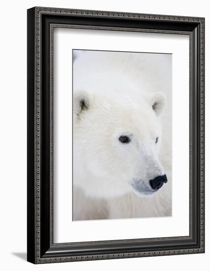 Polar Bear, Churchill, Mb Canada-Richard ans Susan Day-Framed Photographic Print