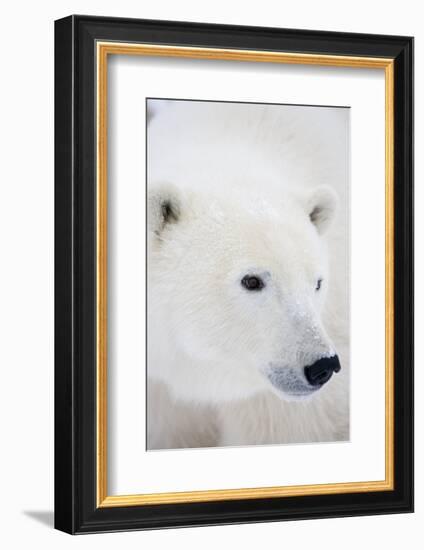 Polar Bear, Churchill, Mb Canada-Richard ans Susan Day-Framed Photographic Print