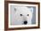 Polar Bear, Churchill, Mb-Richard ans Susan Day-Framed Photographic Print