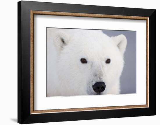 Polar Bear, Churchill, Mb-Richard ans Susan Day-Framed Photographic Print