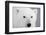 Polar Bear, Churchill, Mb-Richard ans Susan Day-Framed Photographic Print