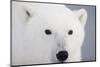 Polar Bear, Churchill, Mb-Richard ans Susan Day-Mounted Photographic Print