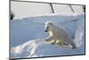 Polar Bear Cub 3 Months (Ursus Maritimus) Playing In The Front Of The Day Den In March-Eric Baccega-Mounted Photographic Print