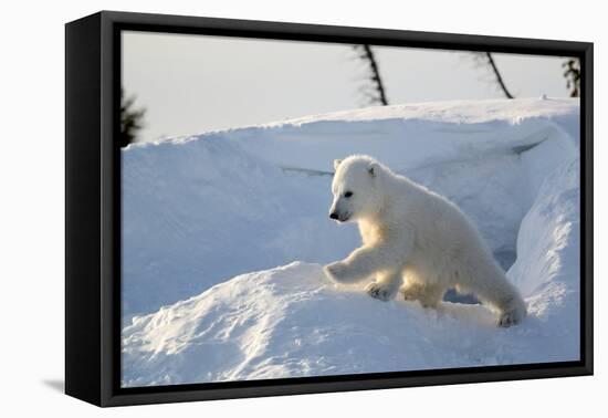 Polar Bear Cub 3 Months (Ursus Maritimus) Playing In The Front Of The Day Den In March-Eric Baccega-Framed Premier Image Canvas