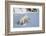 Polar Bear Cub 3 Months (Ursus Maritimus) Playing In The Front Of The Day Den In March-Eric Baccega-Framed Photographic Print