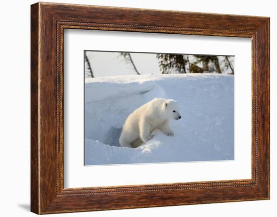 Polar Bear Cub 3 Months (Ursus Maritimus) Playing In The Front Of The Day Den In March-Eric Baccega-Framed Photographic Print