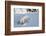 Polar Bear Cub 3 Months (Ursus Maritimus) Playing In The Front Of The Day Den In March-Eric Baccega-Framed Photographic Print