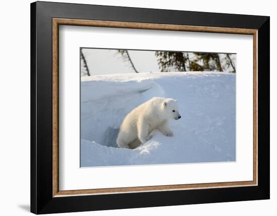 Polar Bear Cub 3 Months (Ursus Maritimus) Playing In The Front Of The Day Den In March-Eric Baccega-Framed Photographic Print