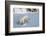 Polar Bear Cub 3 Months (Ursus Maritimus) Playing In The Front Of The Day Den In March-Eric Baccega-Framed Photographic Print