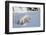 Polar Bear Cub 3 Months (Ursus Maritimus) Playing In The Front Of The Day Den In March-Eric Baccega-Framed Photographic Print