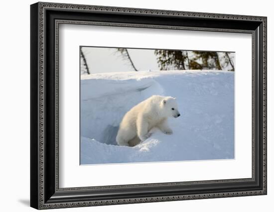 Polar Bear Cub 3 Months (Ursus Maritimus) Playing In The Front Of The Day Den In March-Eric Baccega-Framed Photographic Print