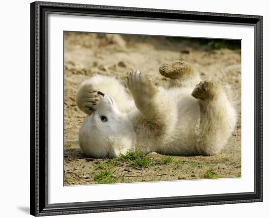 Polar Bear Cub, Berlin, Germany-Franka Bruns-Framed Photographic Print