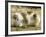 Polar Bear Cub, Berlin, Germany-Franka Bruns-Framed Photographic Print