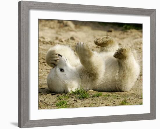 Polar Bear Cub, Berlin, Germany-Franka Bruns-Framed Photographic Print