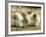 Polar Bear Cub, Berlin, Germany-Franka Bruns-Framed Photographic Print