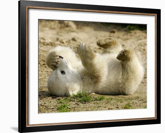 Polar Bear Cub, Berlin, Germany-Franka Bruns-Framed Photographic Print