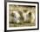 Polar Bear Cub, Berlin, Germany-Franka Bruns-Framed Photographic Print