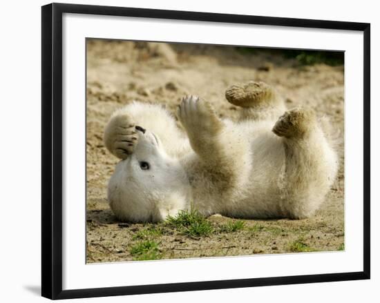 Polar Bear Cub, Berlin, Germany-Franka Bruns-Framed Photographic Print